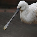 Eurasian Spoonbill
