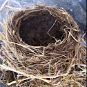 Robin's Nest