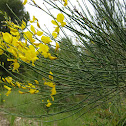 spanish broom; retama de flor