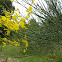 spanish broom; retama de flor
