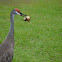 Sandhill Cranes killing a baby duck