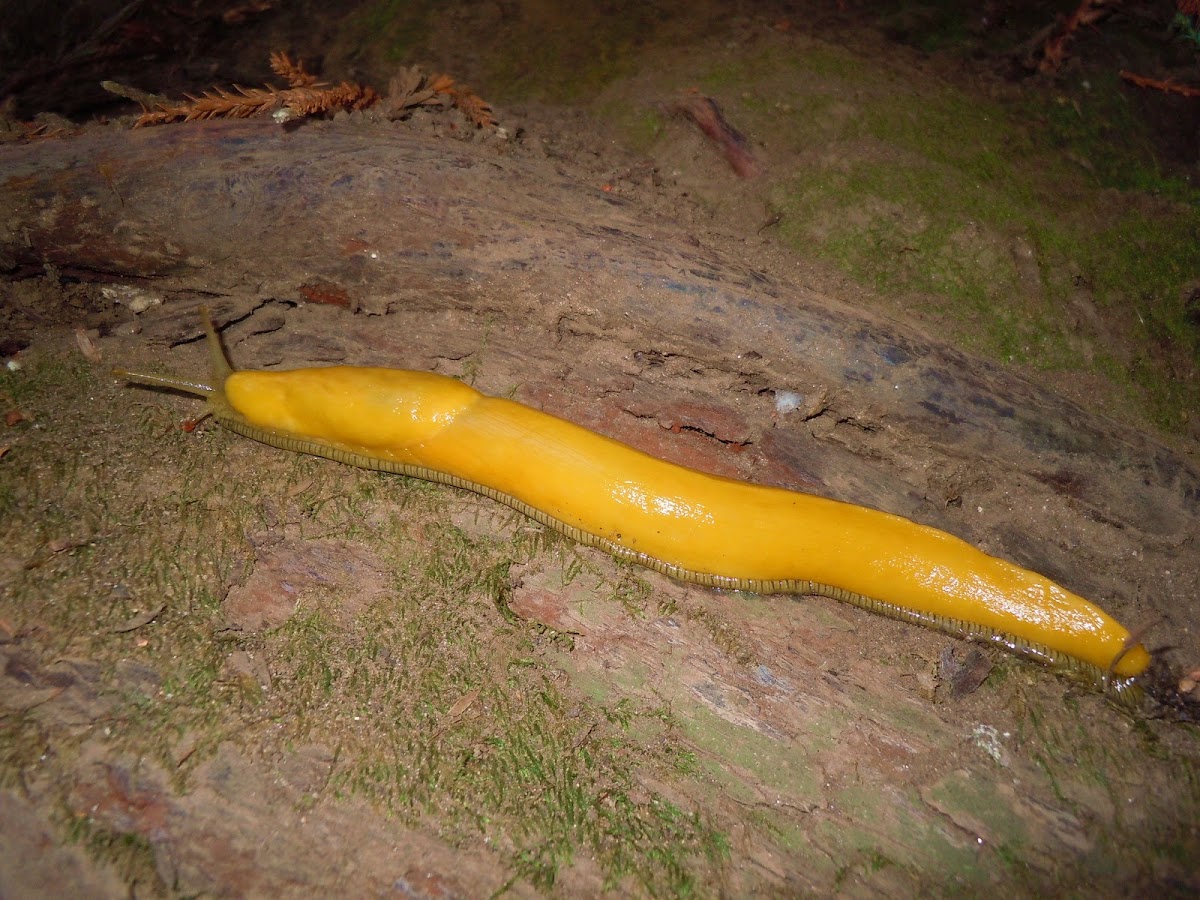 California Banana Slug