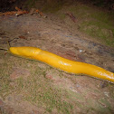 California Banana Slug