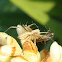 Striped Lynx Spider