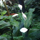 Peace Lily