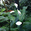 Peace Lily