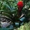 Bromiliad