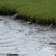 Common Ringed Plover