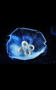 How to download Water Jellyfish Live Wallpaper 1.02 apk for laptop