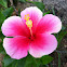 Hibiscus
