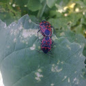 Eurydema ventralis