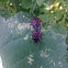 Eurydema ventralis