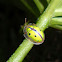 Tortoise beetle