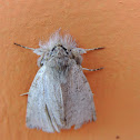 Polilla