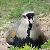 South american birds