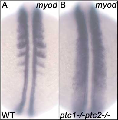 f4detail_ptc1_ptc2.jpg