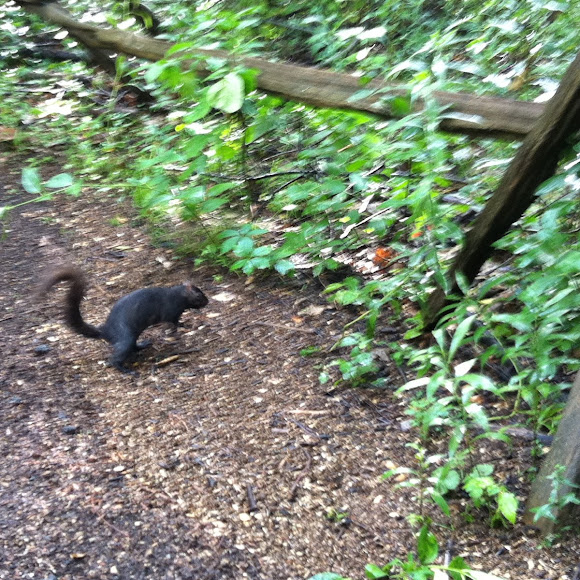 Spotting Image 1