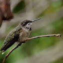 Ruby-throated Hummingbird