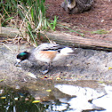 Chiloe Wigeon