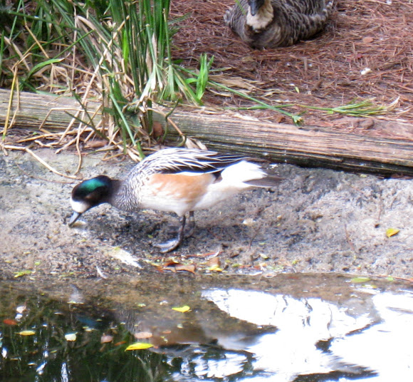 Spotting Image 1