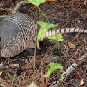 Nine-banded armadillo
