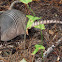 Nine-banded armadillo