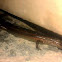Indian Forest Skink 
