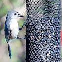 Tufted titmouse