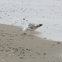 California gull