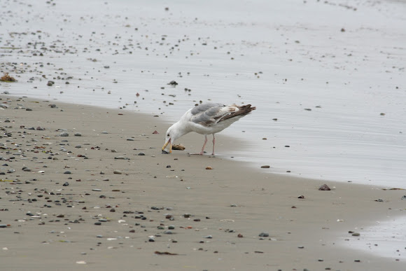 Spotting Image 1