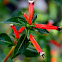 Cigar Plant