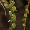 Dischidia ruscifolia