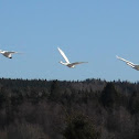 Whooper Swan