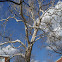 American Sycamore