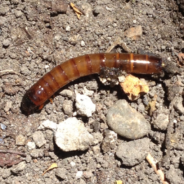 Darkling beetle (larva) Project Noah