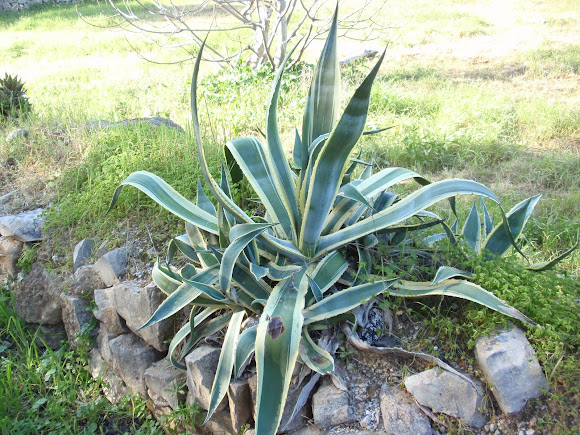 Spotting Image 1