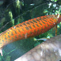 Arowana