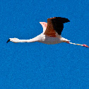 Flamingo in the Atacama desert