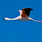 Flamingo in the Atacama desert
