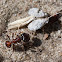 bigheaded ant