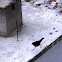 tibetan black bird
