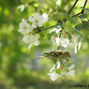 Eurasian Siskin