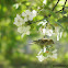 Eurasian Siskin
