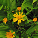 Golden Ragwort