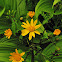 Golden Ragwort