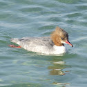 Goosander(f)(Merganso Grande)