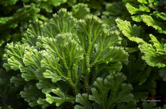 Spotting Image 1