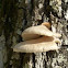 Tree fungus