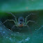 spiders