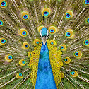 Indian Peafowl